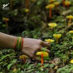 دستبند صلح و دوستی تابستان